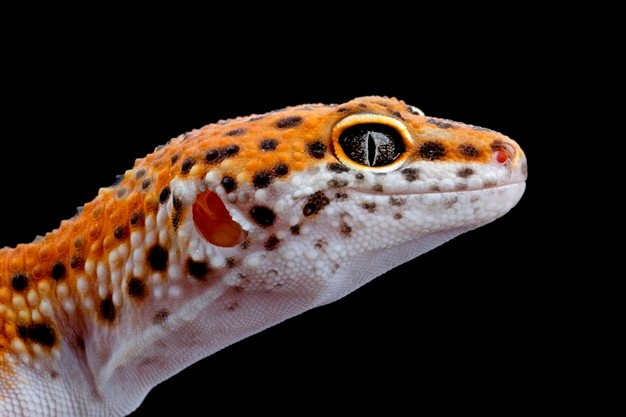 Gecko Leopardo