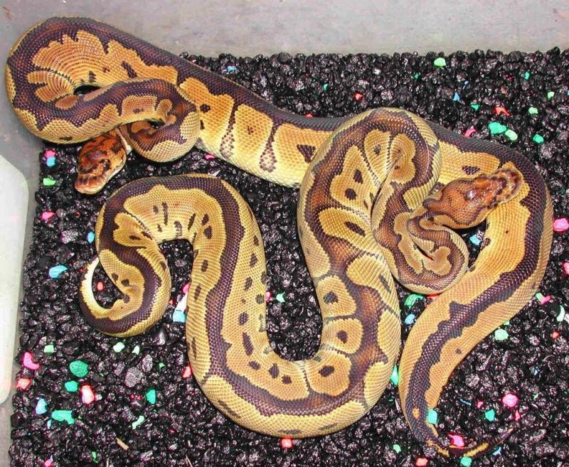 Álbum de fases de Pitones Bola Panama Reptiles