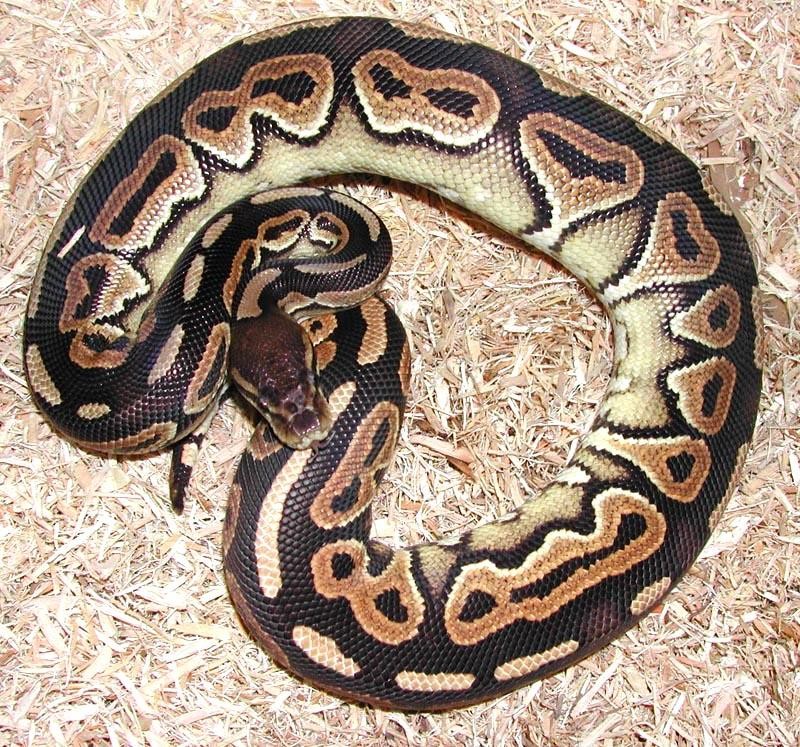 Álbum de fases de Pitones Bola Panama Reptiles