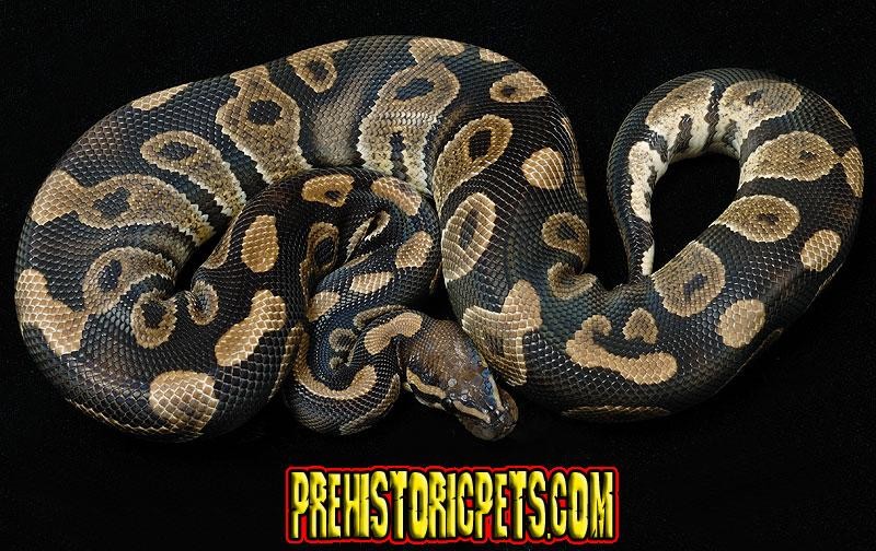 Álbum de fases de Pitones Bola Panama Reptiles