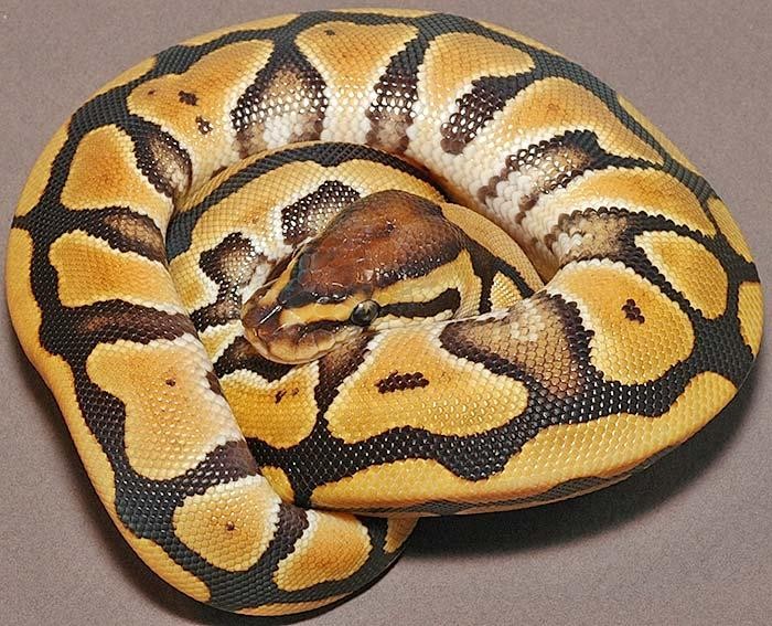 Álbum de fases de Pitones Bola Panama Reptiles
