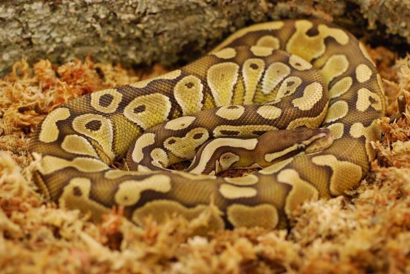 Álbum de fases de Pitones Bola Panama Reptiles