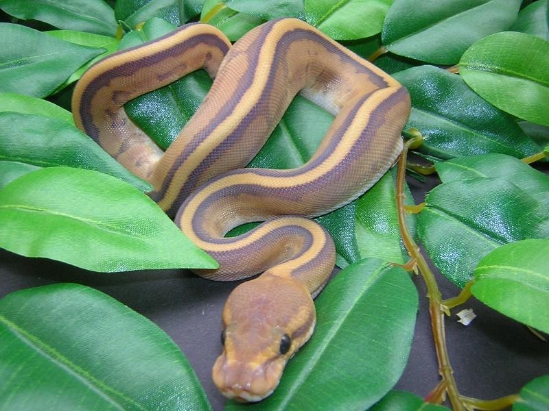 Álbum de fases de Pitones Bola Panama Reptiles