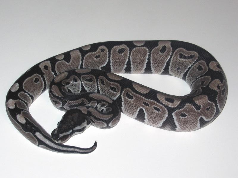 Álbum de fases de Pitones Bola Panama Reptiles