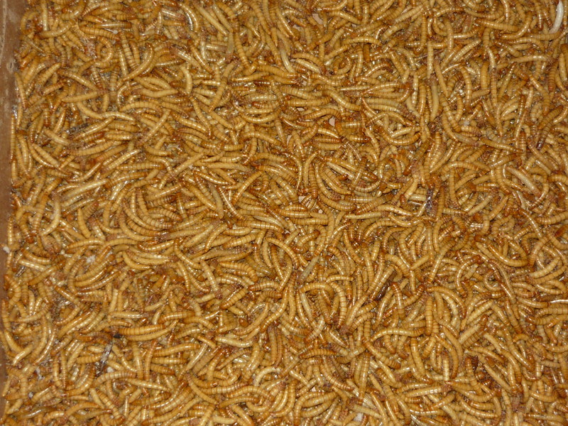 Mealworms