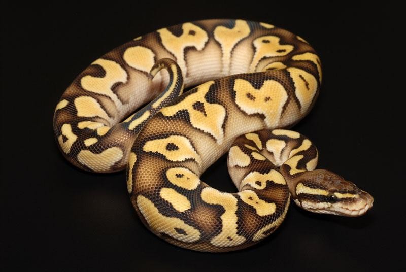 Álbum de fases de Pitones Bola Panama Reptiles