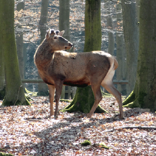 Rotwild in der Umgebung Gasthofs "Zum Hohen Lohr" in Battenhausen; landschaftlich schön gelegen im Naturpark Kellerwald-Edersee in der nordhessischen Grimmheimat