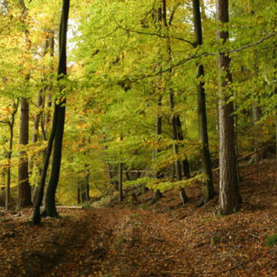 Wanderstrecke durch den Wald auf dem Kellerwaldsteig in der Nähe des Gasthofs "Zum Hohen Lohr" in Battenhausen; landschaftlich schön gelegen im Naturpark Kellerwald-Edersee in der nordhessischen Grimmheimat