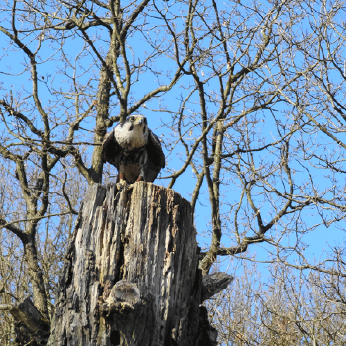 Falke auf Baum in der Umgebung des Gasthofs "Zum Hohen Lohr" in Battenhausen; landschaftlich schön gelegen im Naturpark Kellerwald-Edersee in der nordhessischen Grimmheimat