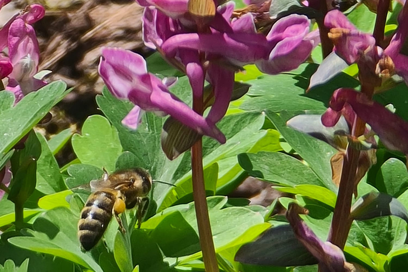 Eine Biene auf Blüte im Garten des Gasthofs "Zum Hohen Lohr" in Battenhausen im Naturpark Kellerwald-Edersee in der nordhessischen Grimmheimat