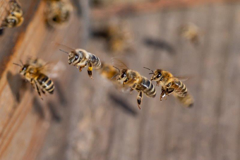 Bienen im Garten des Gasthofs "Zum Hohen Lohr" in Battenhausen; landschaftlich schön gelegen im Naturpark Kellerwald-Edersee in der nordhessischen Grimmheimat