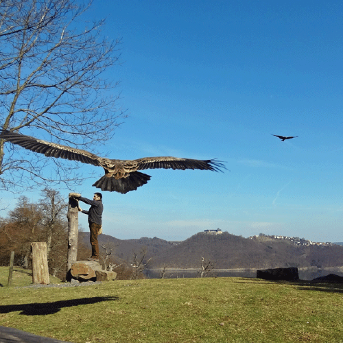 Fliegender Falke in der Nähe des Gasthofs "Zum Hohen Lohr" in Battenhausen; landschaftlich schön gelegen im Naturpark Kellerwald-Edersee in der nordhessischen Grimmheimat