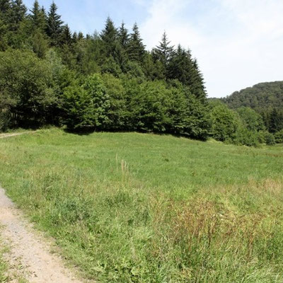 Wanderstrecke über Wiese auf dem Kellerwaldsteig in der Nähe des Gasthofs "Zum Hohen Lohr" in Battenhausen; landschaftlich schön gelegen im Naturpark Kellerwald-Edersee in der nordhessischen Grimmheimat