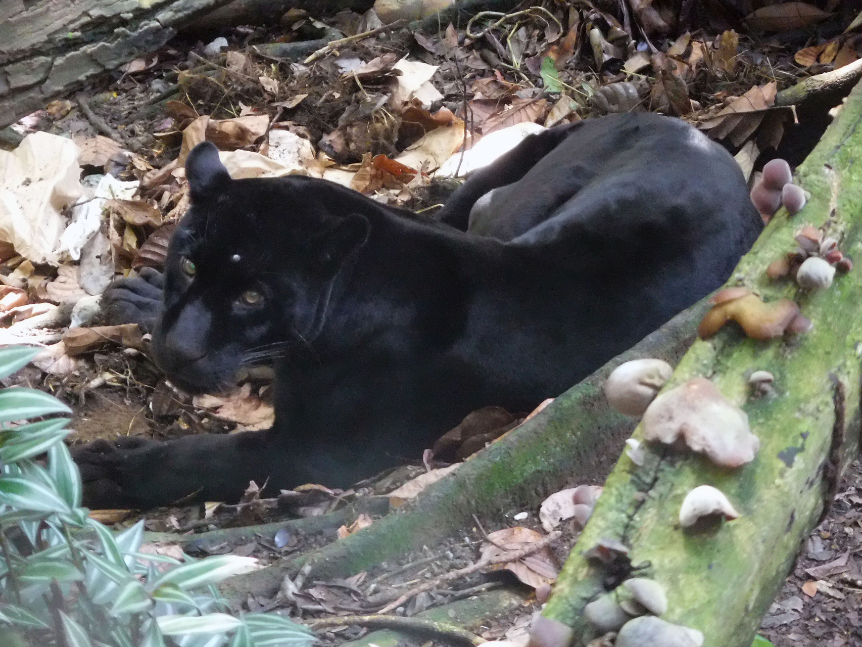 Jaguar noir : un gros chat