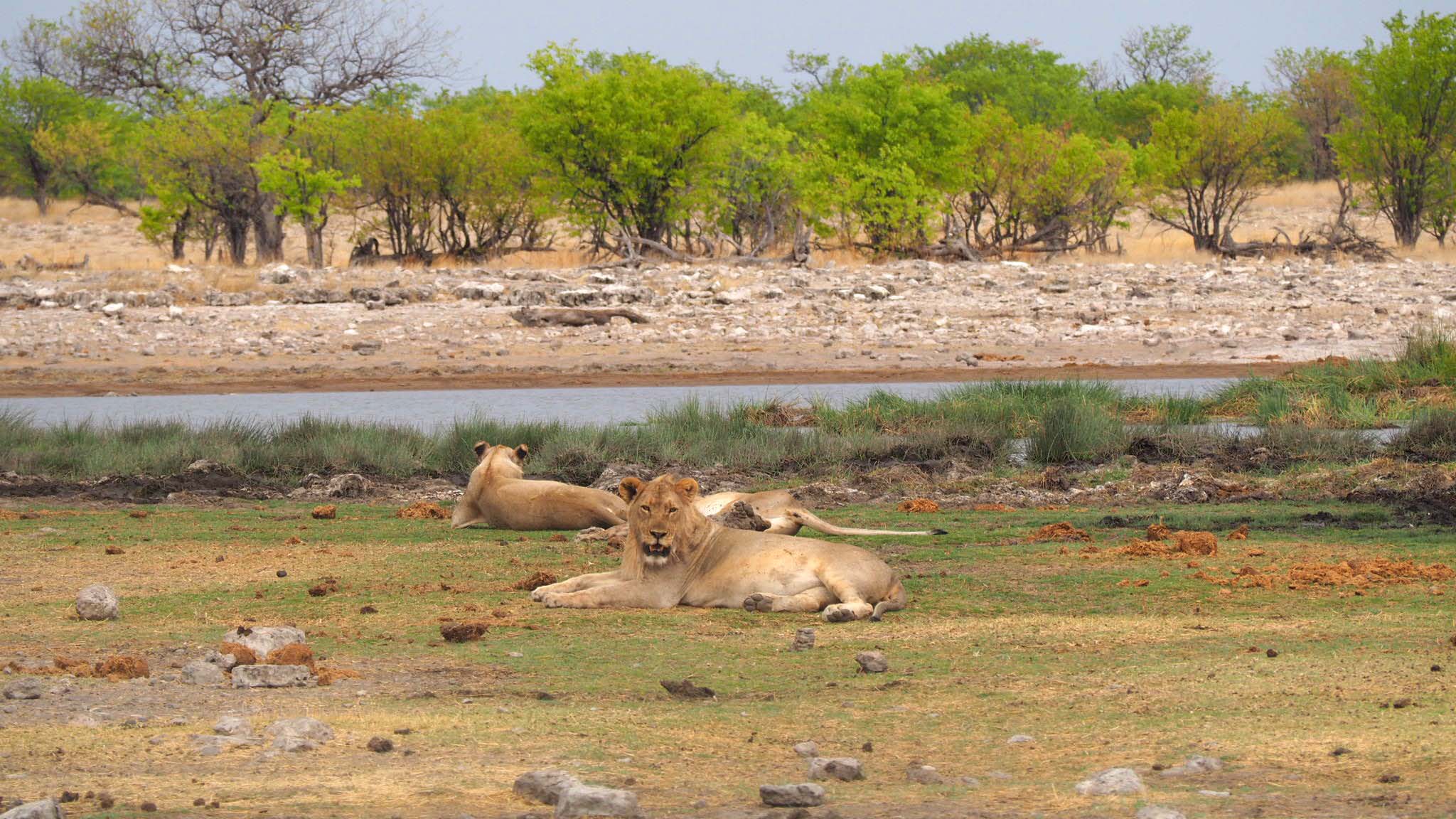 Famille de lions - Etosha - Namibie