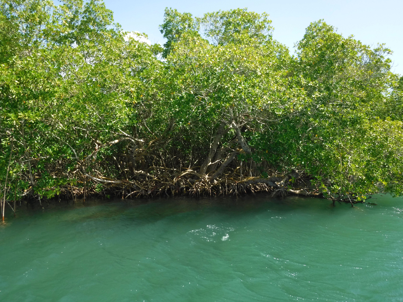 Mangrove