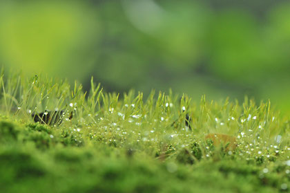 Tautropfen auf Gras