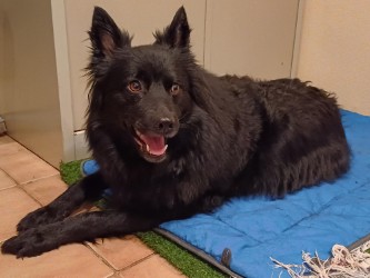 Mama "Caia" vor der Geburt Ihrer 4 Welpen!
