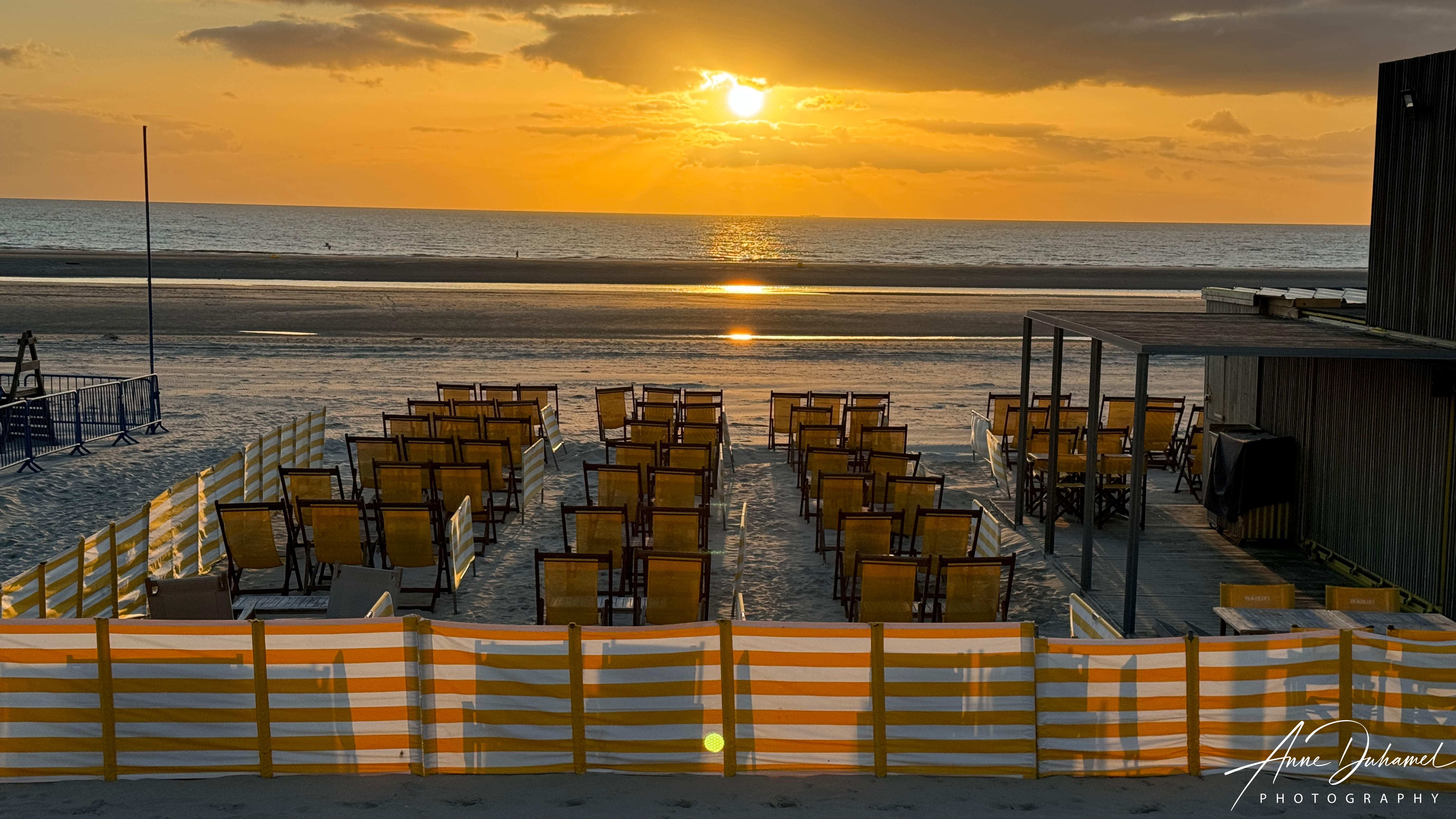 SHADES OF YELLOWS - ANNE DUHAMEL PHOTOGRAPHY 
