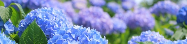 ～中途採用市場の実態を踏まえて見直したい企業の採用戦略～