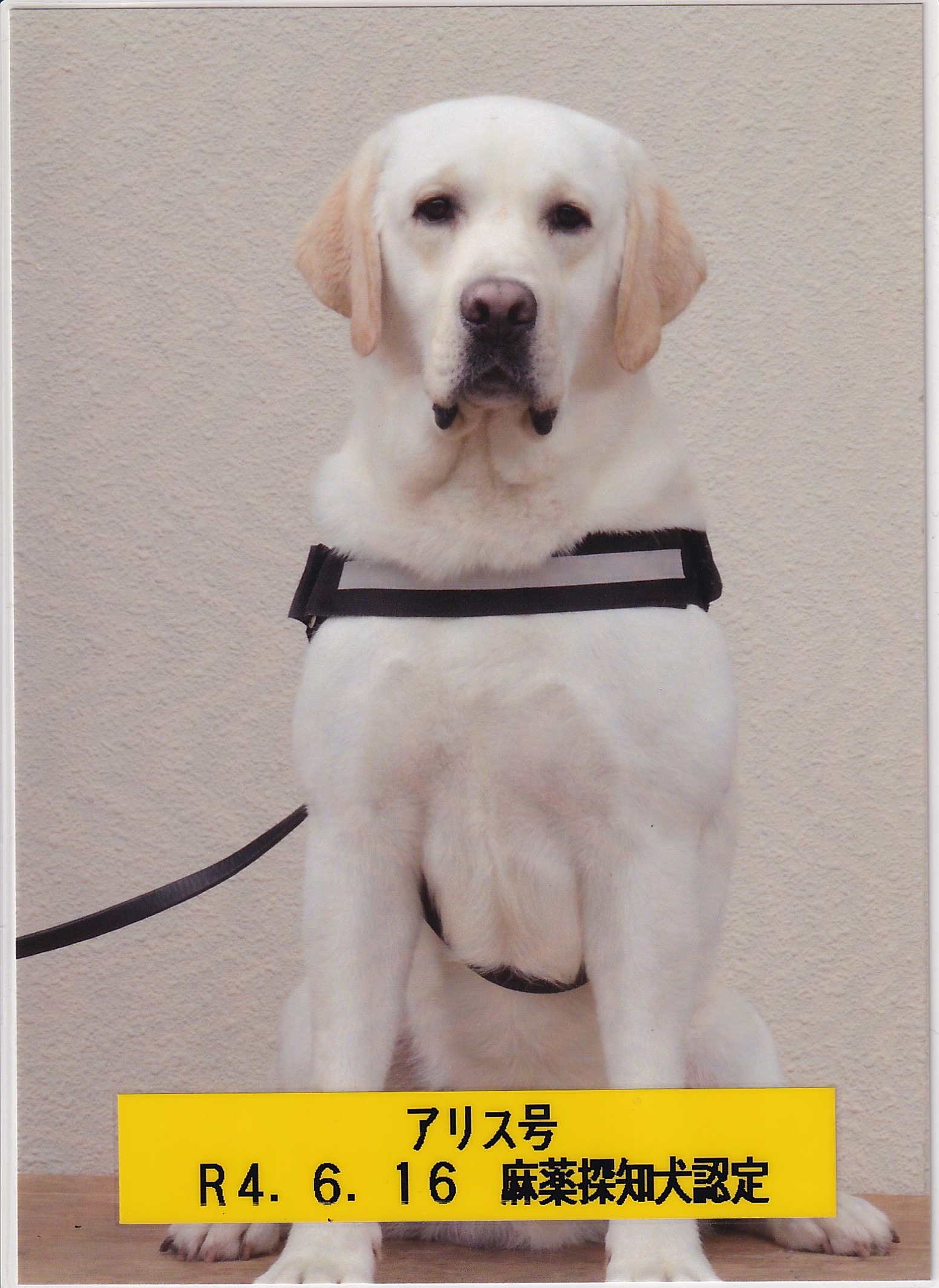 ラブラドールページ ラブラドール専門ブリーダー NiigataNansei 新潟南星犬舎