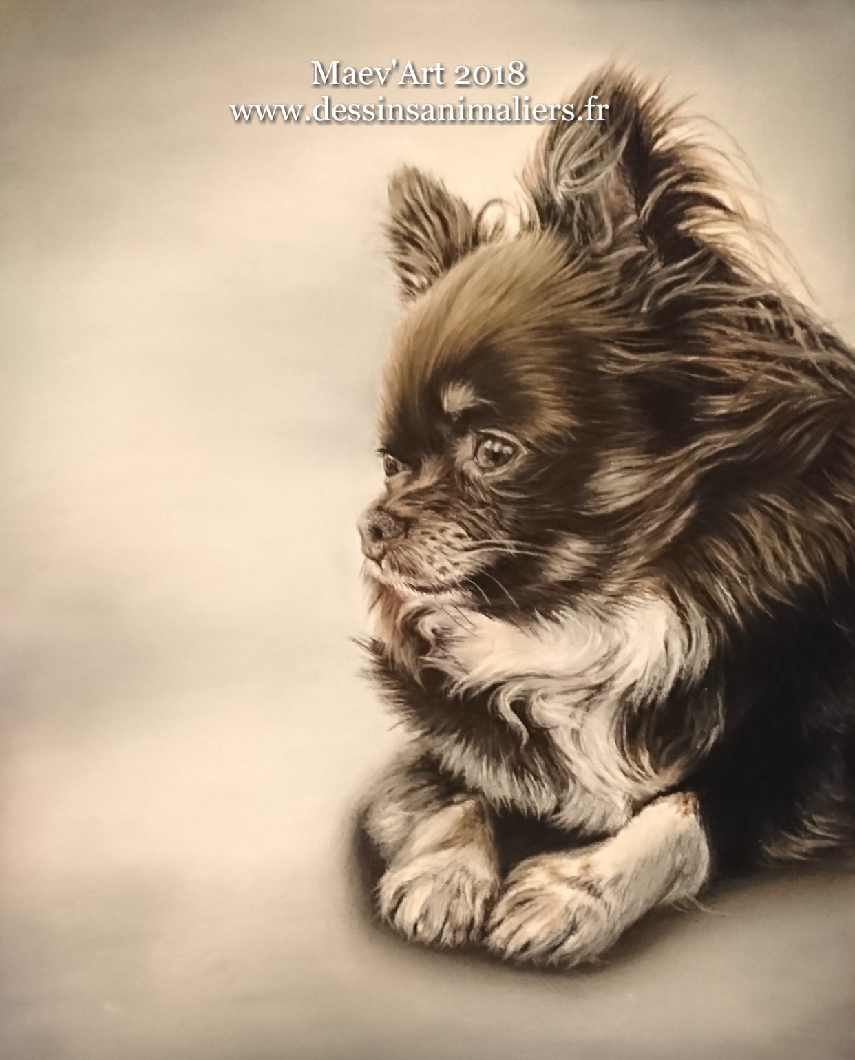 Chihuahua aux pastels secs