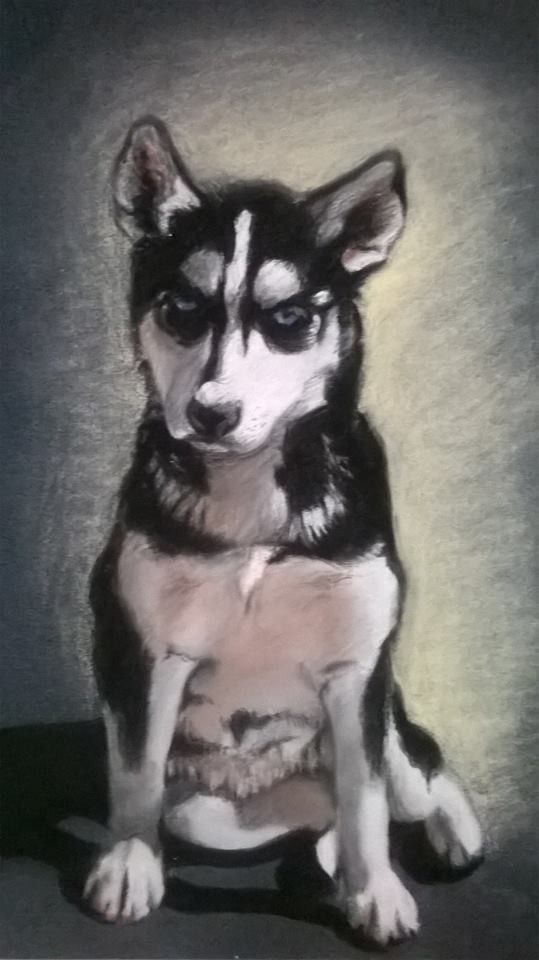 Portrait de chiot Husky