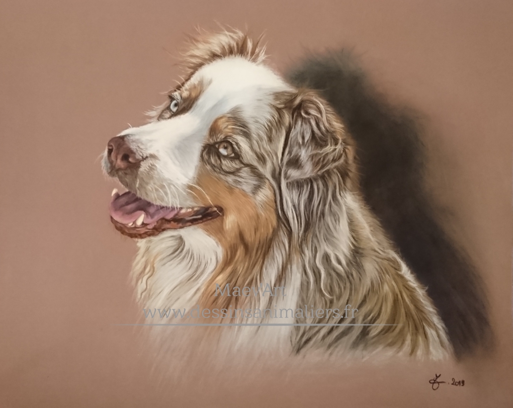 Berger australien aux pastels secs