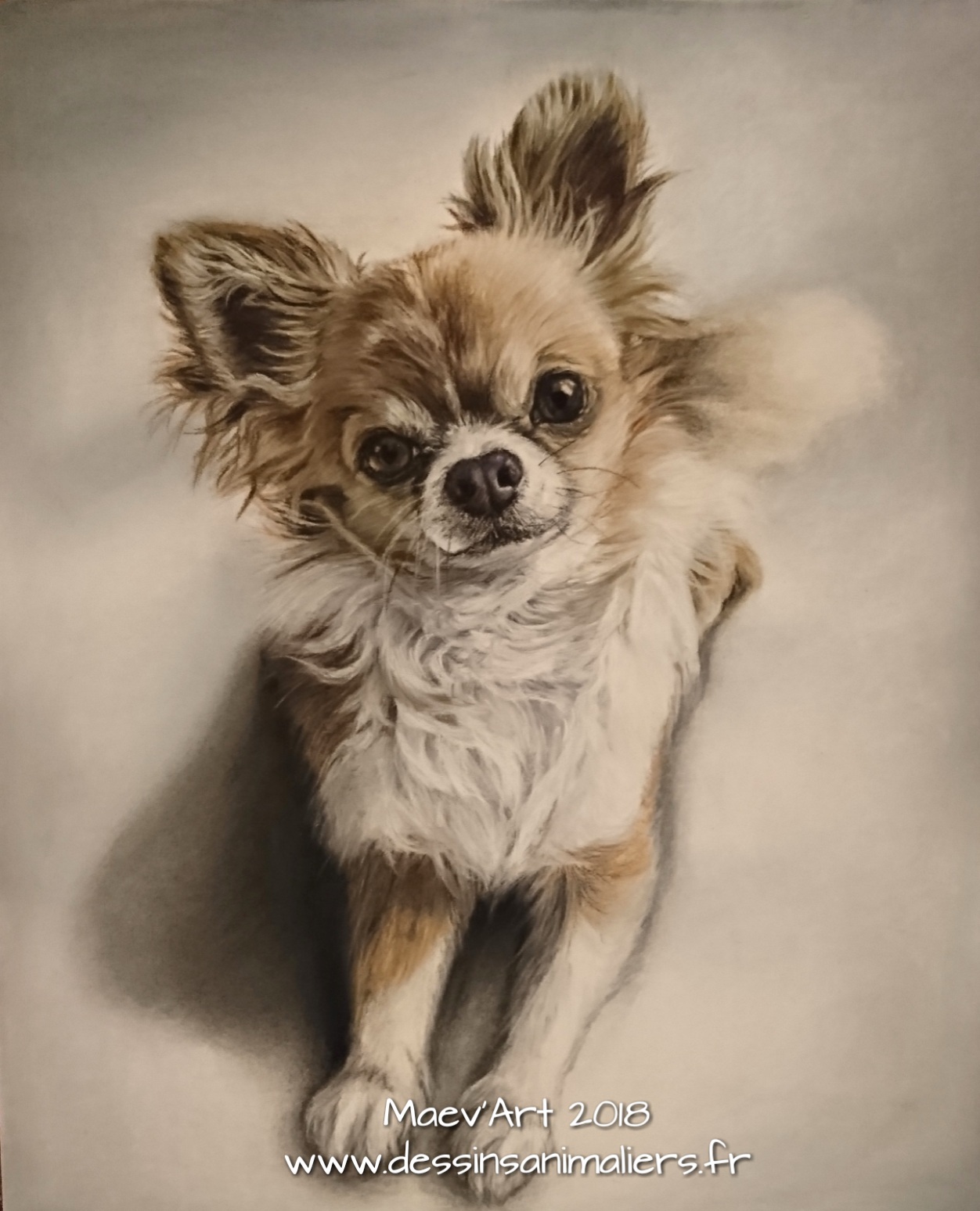 Chihuahua aux pastels secs