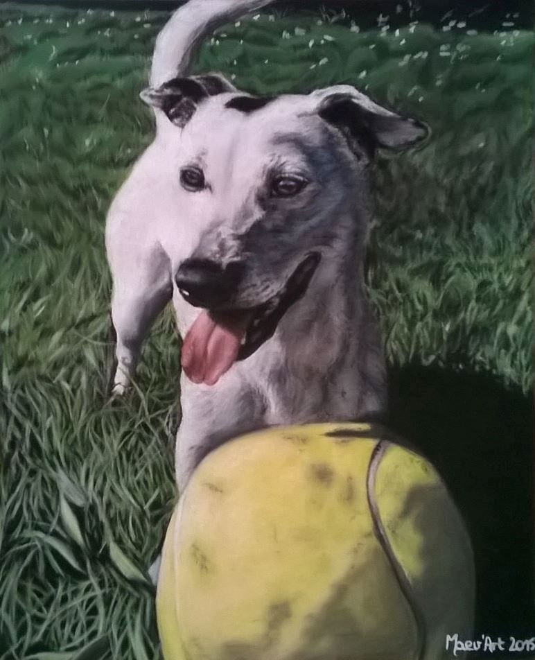 Portrait de Jack Russel blanc