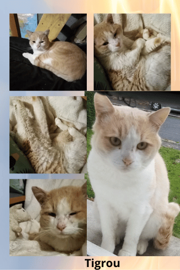 TIGROU