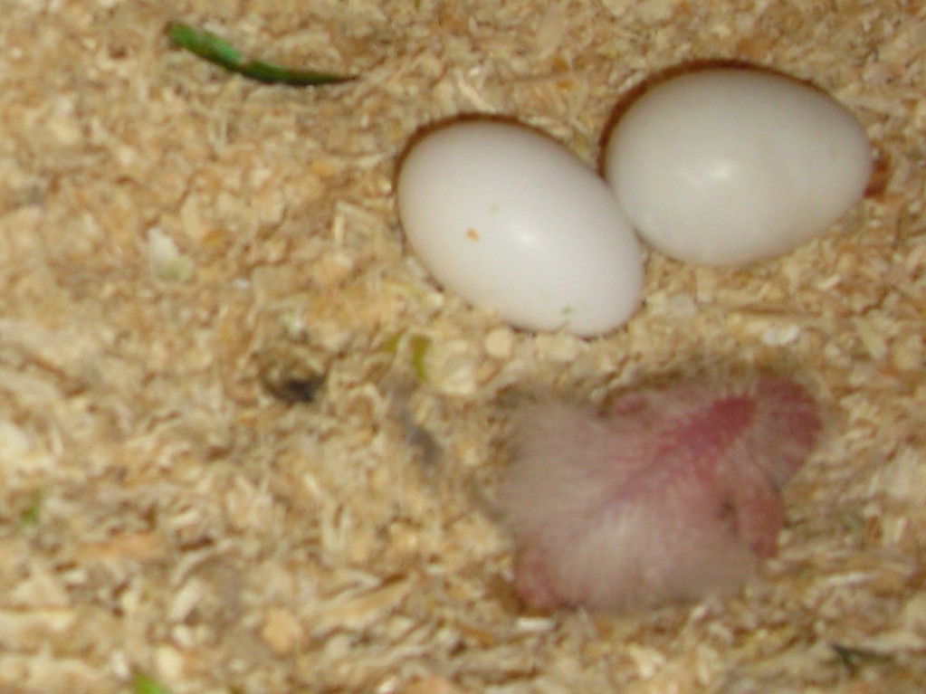 26. April: Eine kleine Amazone hat ihr Ei verlassen