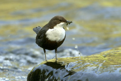 Foto: Dieter Wermbter (VDN) Die Wasseramsel ist der einzige heimische Singvogel, der schwimmen und tauchen kann. Die Flügel werden dabei zum Rudern unter Wasser eingesetzt.