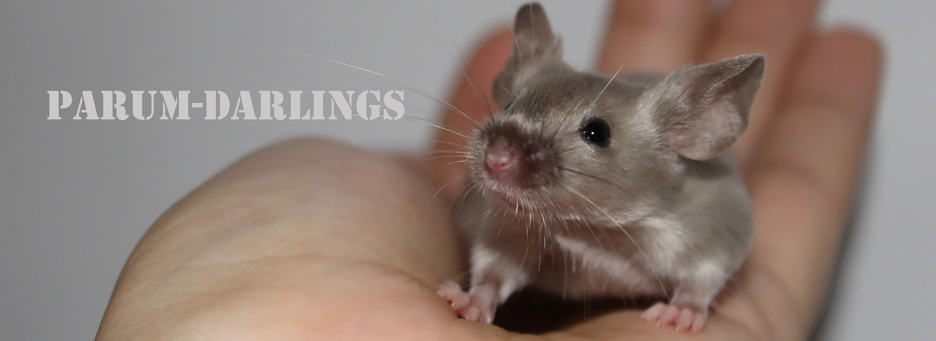 Züchterliste - Deine Seite rund um Farbmausfarben und Genetik!