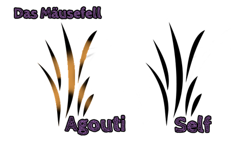 Agouti vs. Self