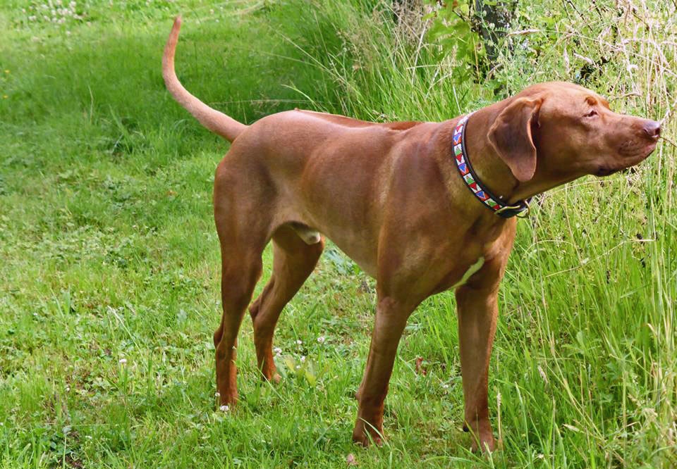 Dimba Rhodesian Ridgeback livernose Stud Dog from the Diamondridge