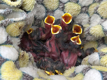 Junge Meisen in einer privaten Wildtierhilfe - Foto: G. Kaufhold