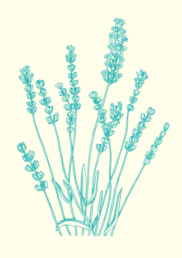 design illustration melanie suter floral botanisch pflanzen lavendel natur kosmetik handgezeichnet analog 