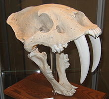 スミロドンの写真 wikipedia