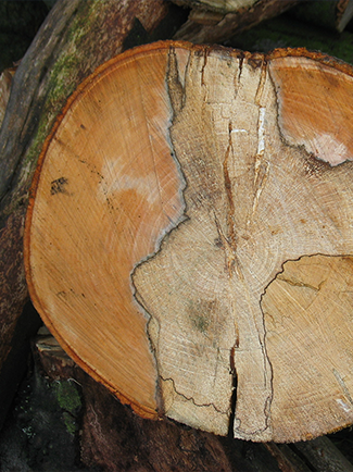 Baumquerschnitt nach Pilzbefall