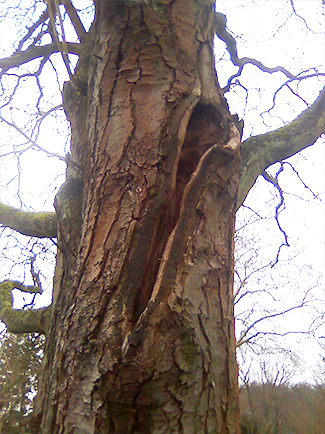 Einfaulende Astungswunde