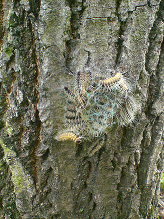 Eichenprozessionsspinner