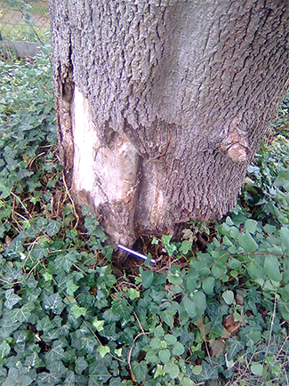 Rindenschaden Stammfuß