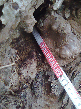 Höhlungen und Einfaulungen