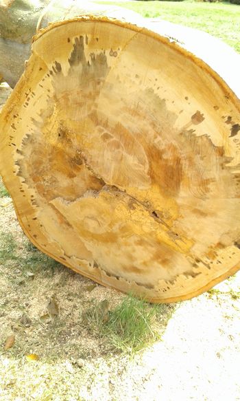 Stammquerschnitt zu Schalltomogramm