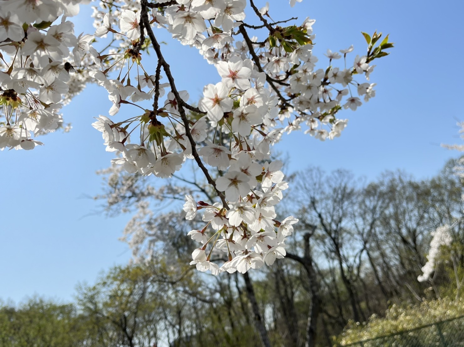 桜咲く入学式