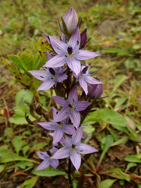 ムラサキセンブリ苗木 ムラサキセンブリ - 野山に自然に咲く花のページ