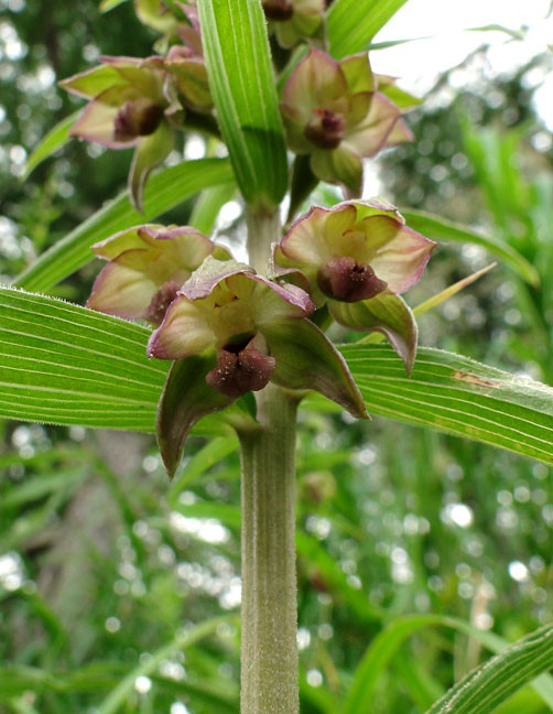エゾスズラン - 野山に自然に咲く花のページ