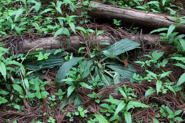 エビネの葉　　小さな花茎は見えるのですが...