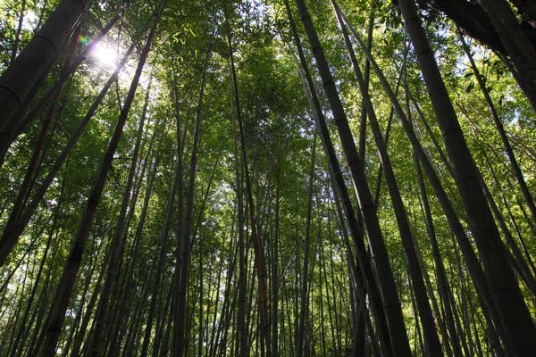 　今日訪れた竹林は明るめでした